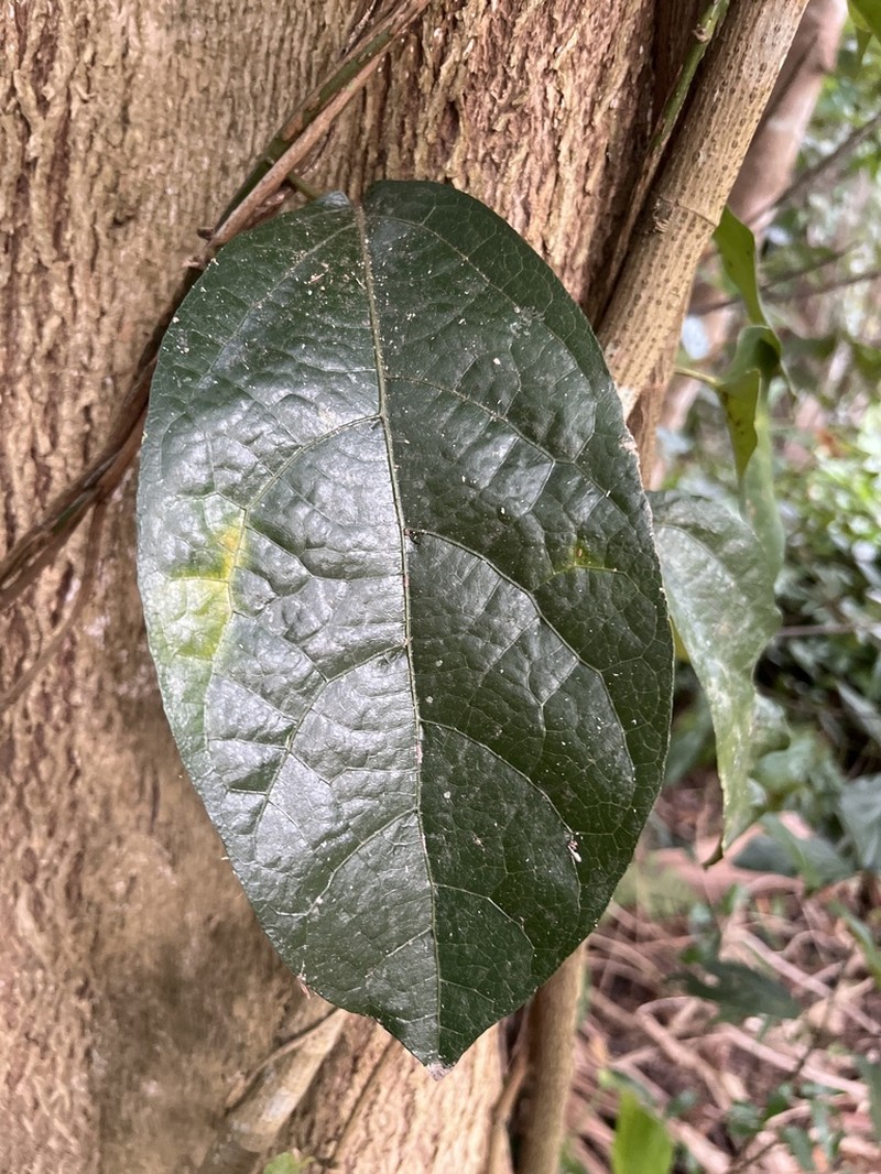 Aristolochia praevenosa photo 3