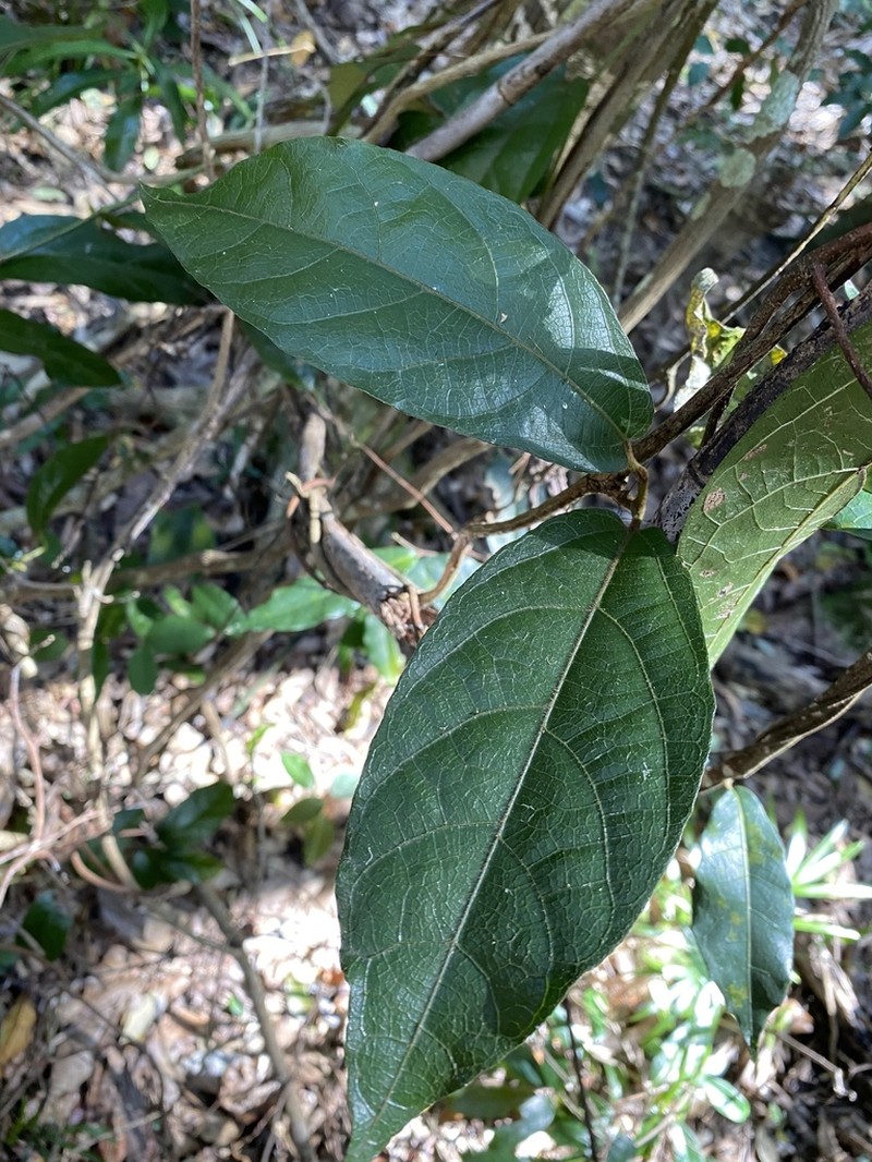 Aristolochia praevenosa photo 4