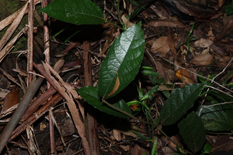 Aristolochia praevenosa photo 5