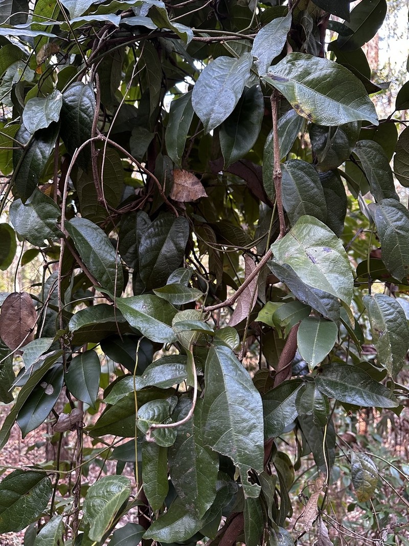 Aristolochia praevenosa photo 6