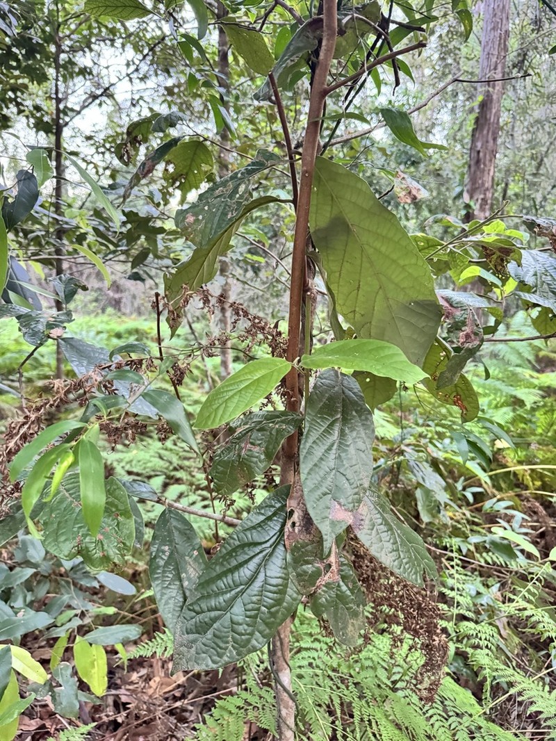 Aristolochia praevenosa photo 7