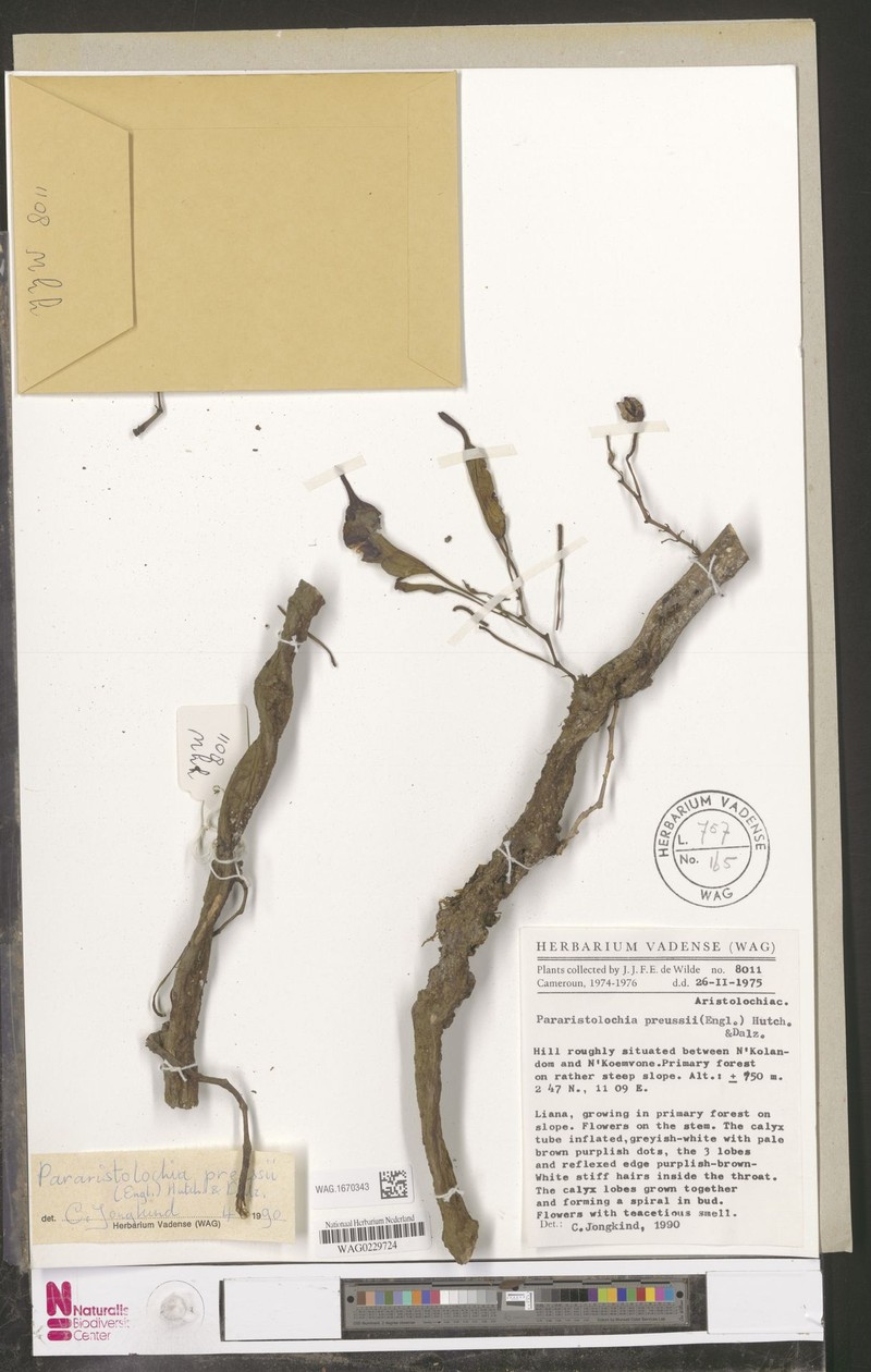 Aristolochia preussii
