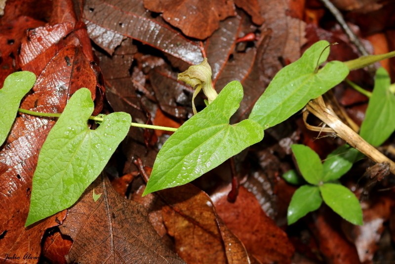 Aristolochia pringlei