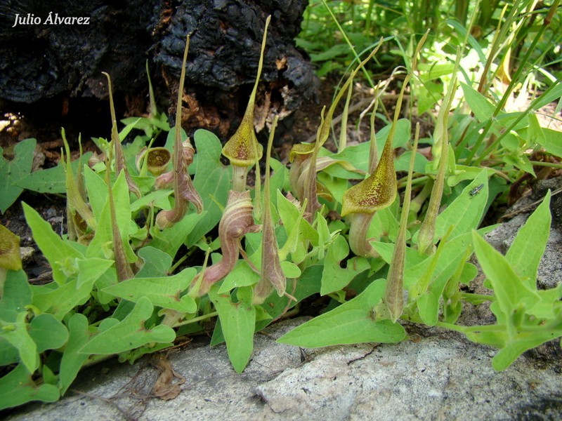 Aristolochia pringlei photo 2