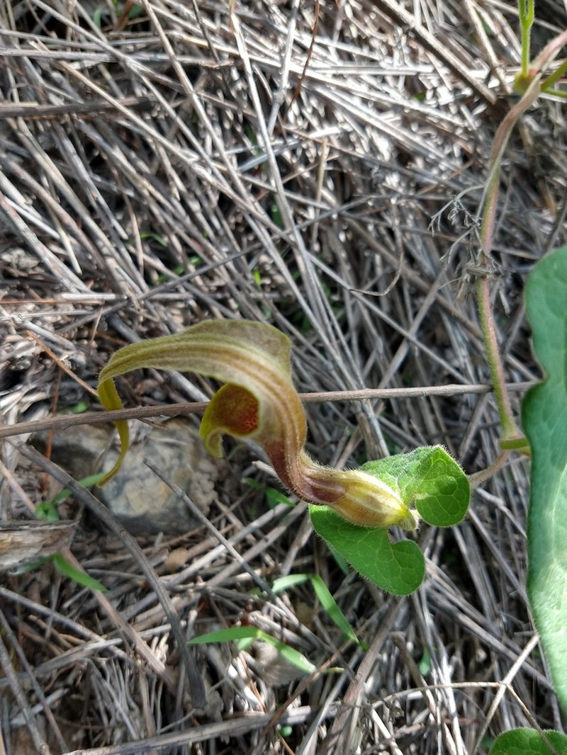 Aristolochia pringlei photo 3