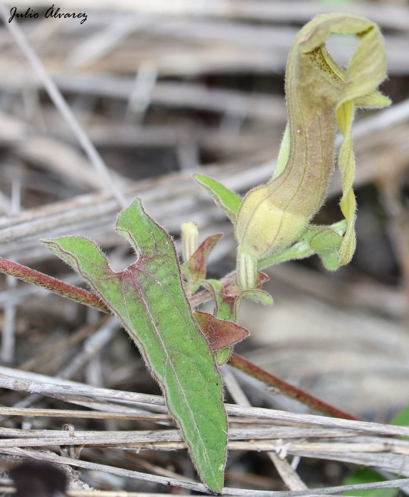 Aristolochia pringlei photo 4
