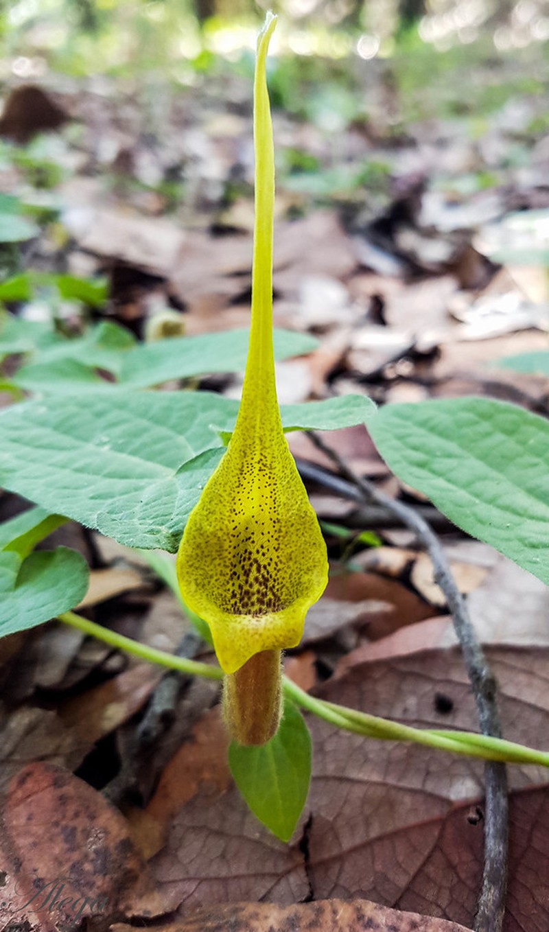 Aristolochia pringlei photo 5