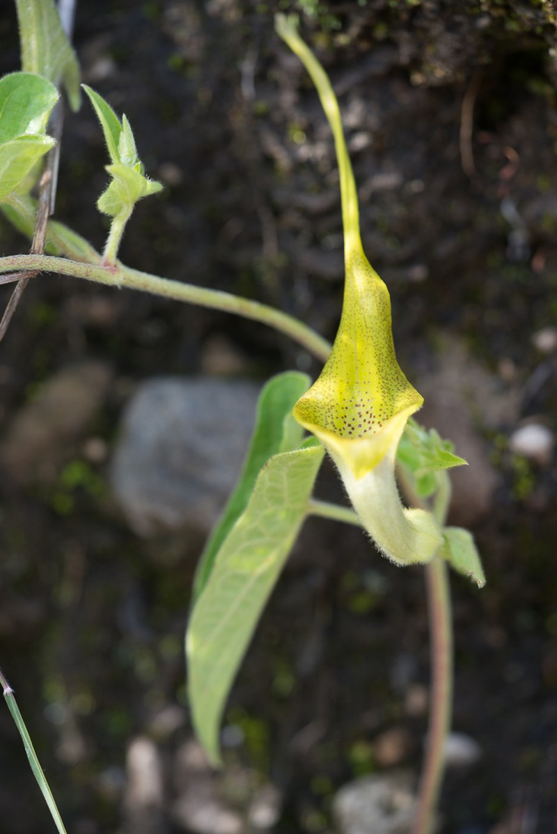 Aristolochia pringlei photo 6