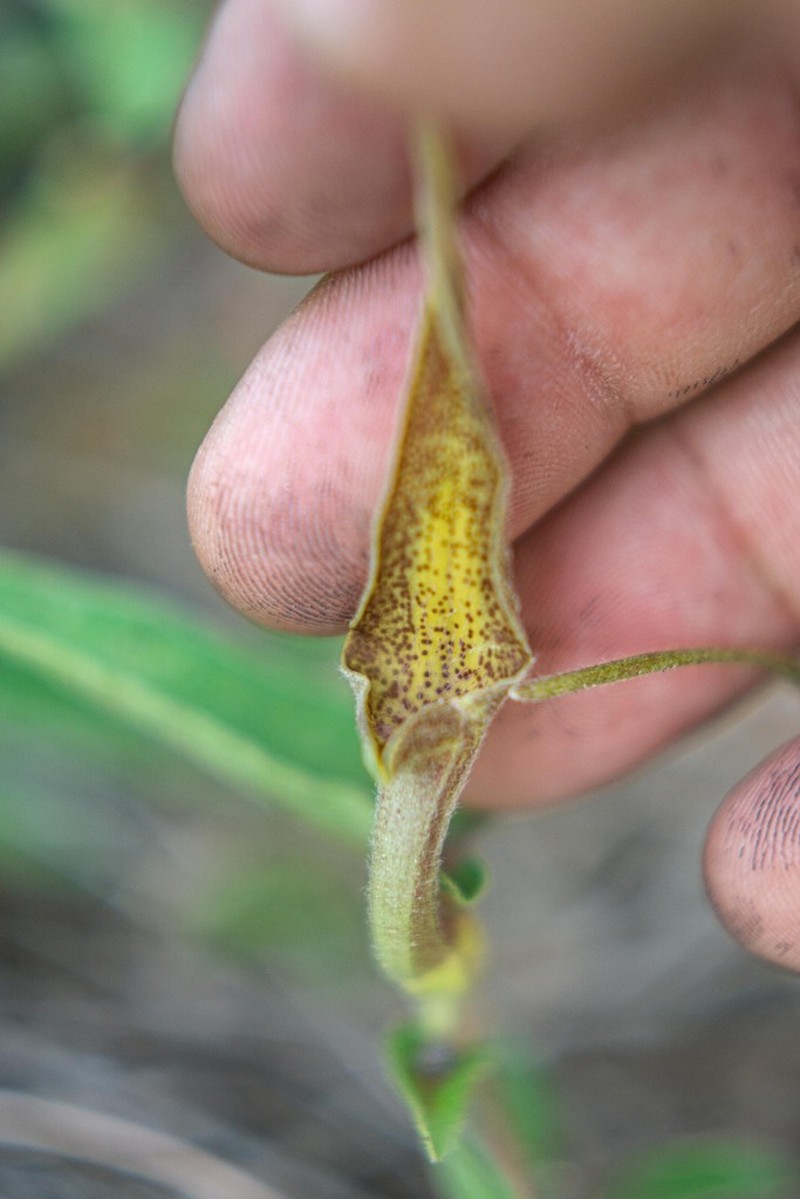 Aristolochia pringlei photo 7