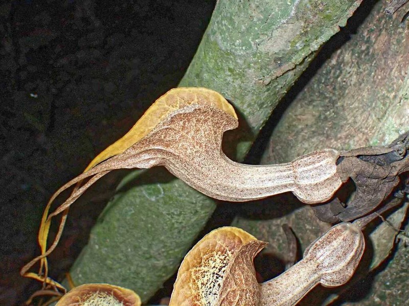 Aristolochia promissa