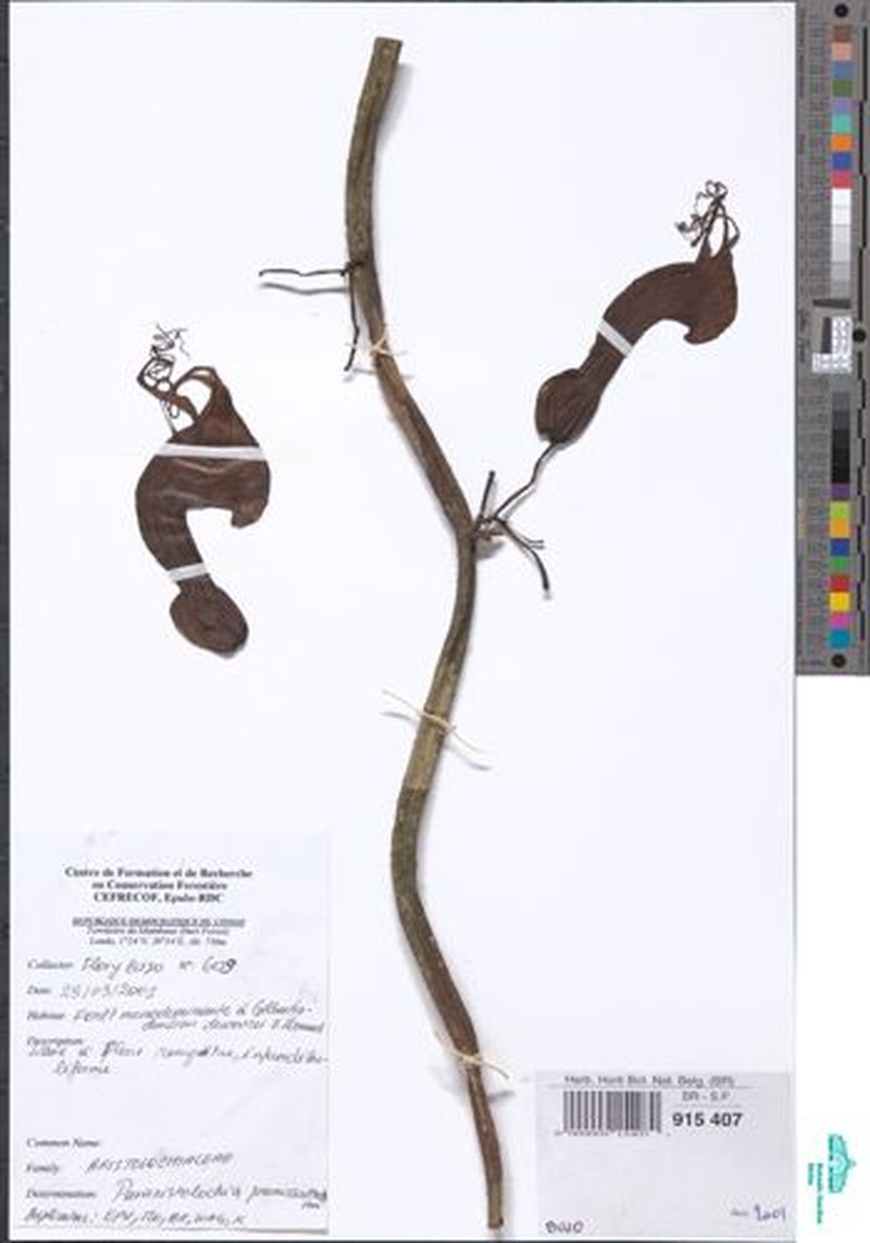 Aristolochia promissa photo 2