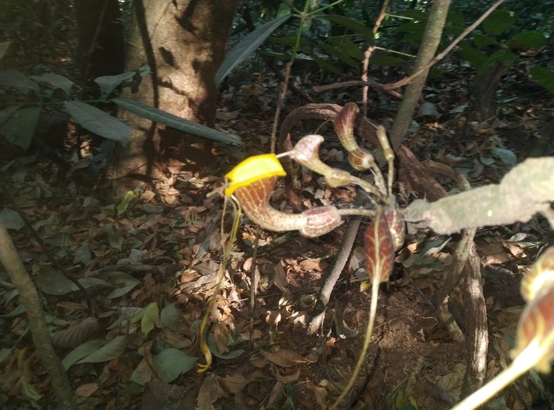Aristolochia promissa photo 4