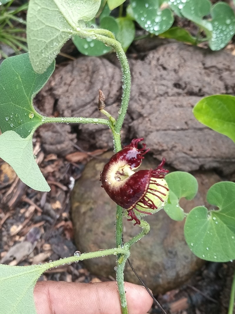 Aristolochia prostrata