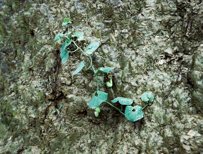 Aristolochia prostrata photo 2