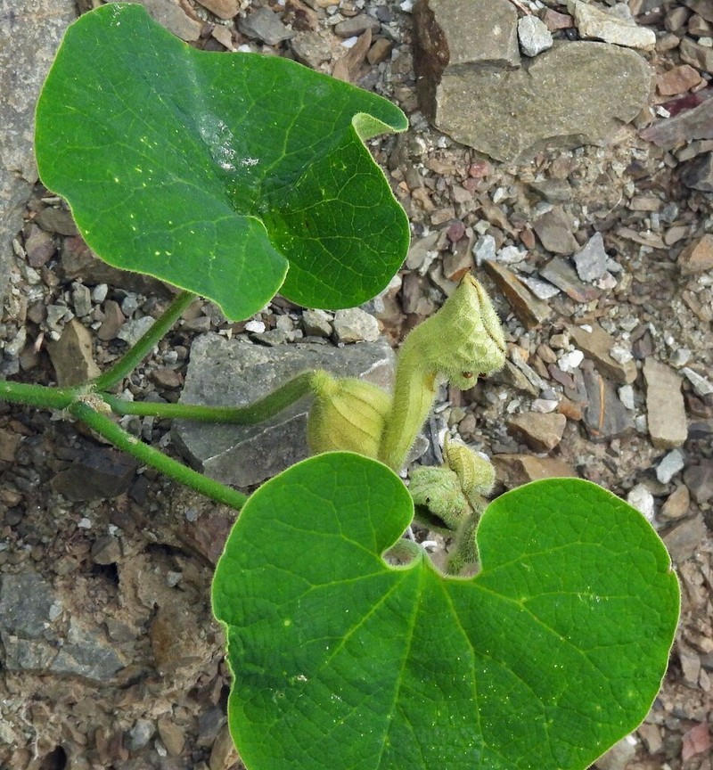 Aristolochia prostrata photo 3