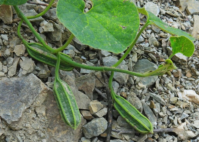 Aristolochia prostrata photo 4