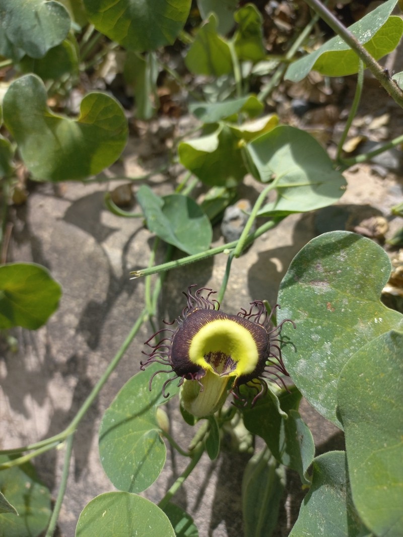 Aristolochia prostrata photo 5