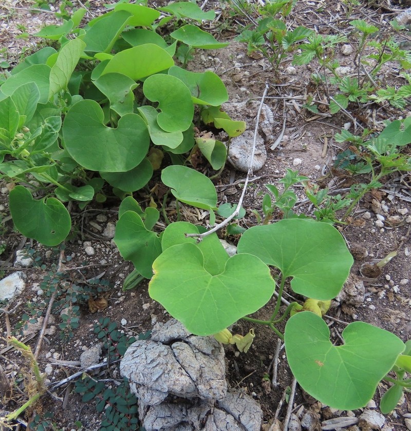 Aristolochia prostrata photo 6