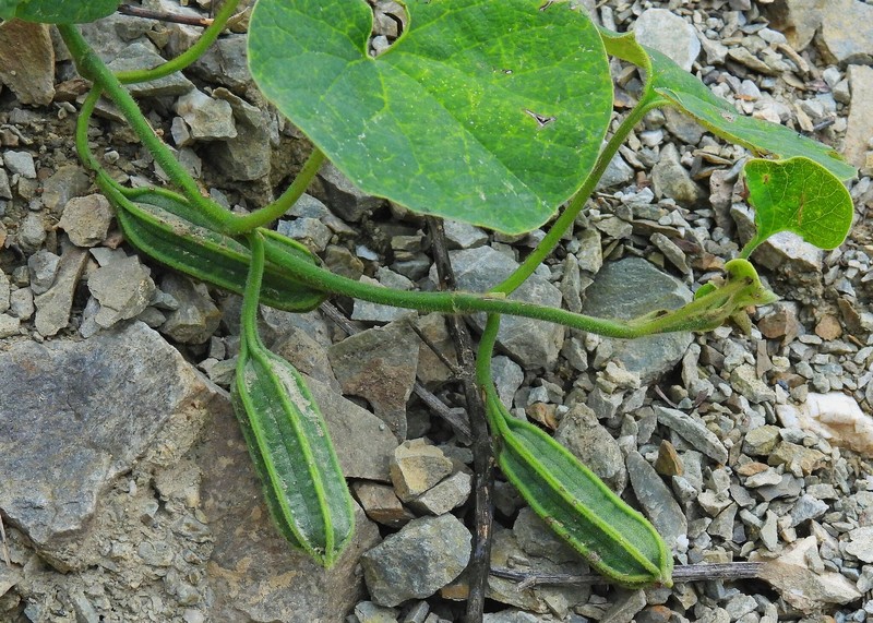 Aristolochia prostrata photo 8