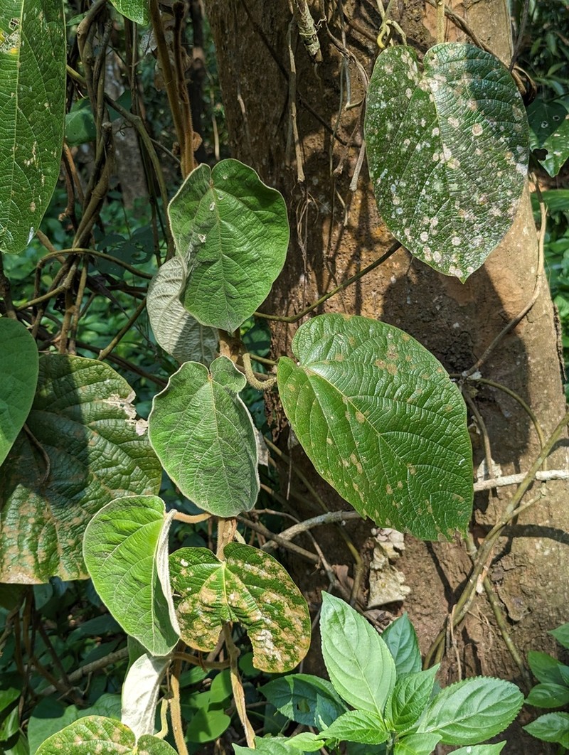 Aristolochia pseudocaulialata