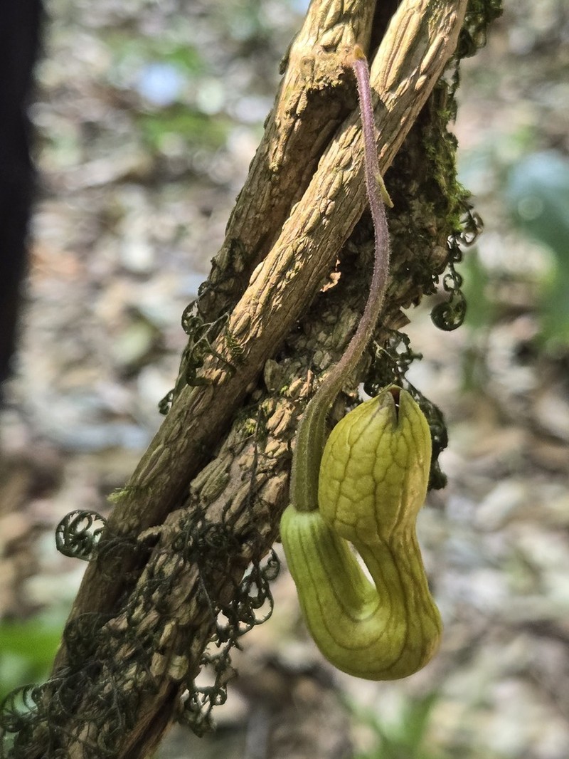 Aristolochia pseudoutriformis photo 5