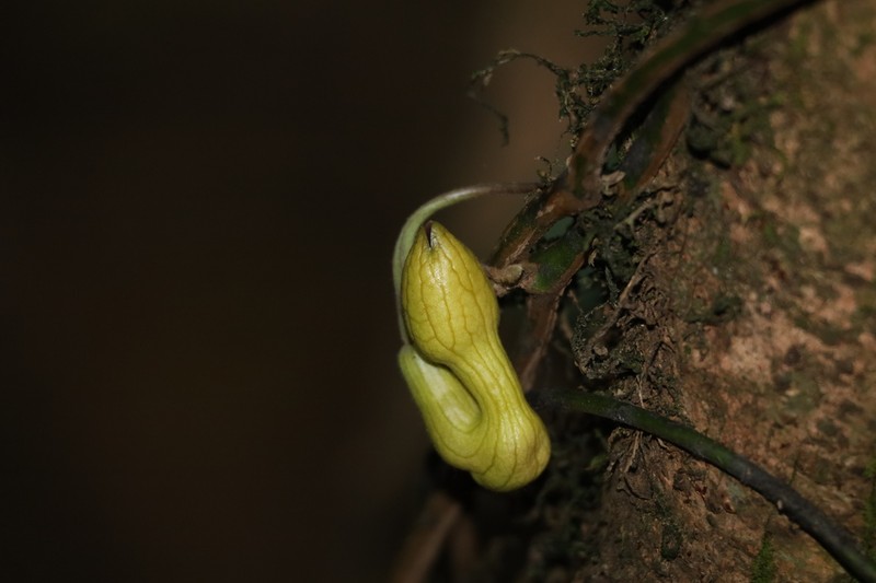 Aristolochia pseudoutriformis photo 6