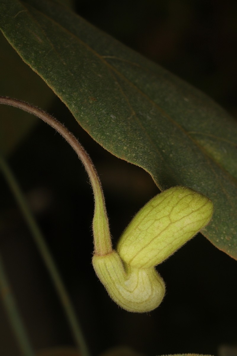 Aristolochia pseudoutriformis photo 2