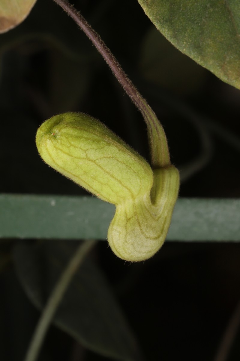 Aristolochia pseudoutriformis photo 3