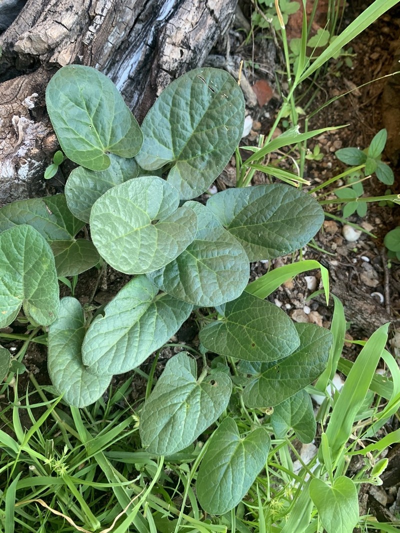 Aristolochia pubera