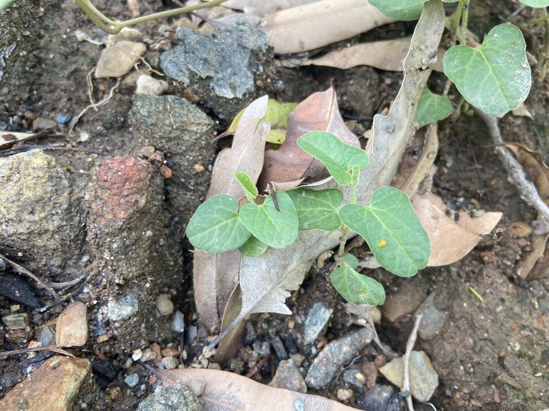 Aristolochia pubera photo 2