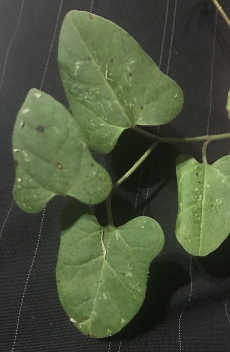 Aristolochia pubera photo 3