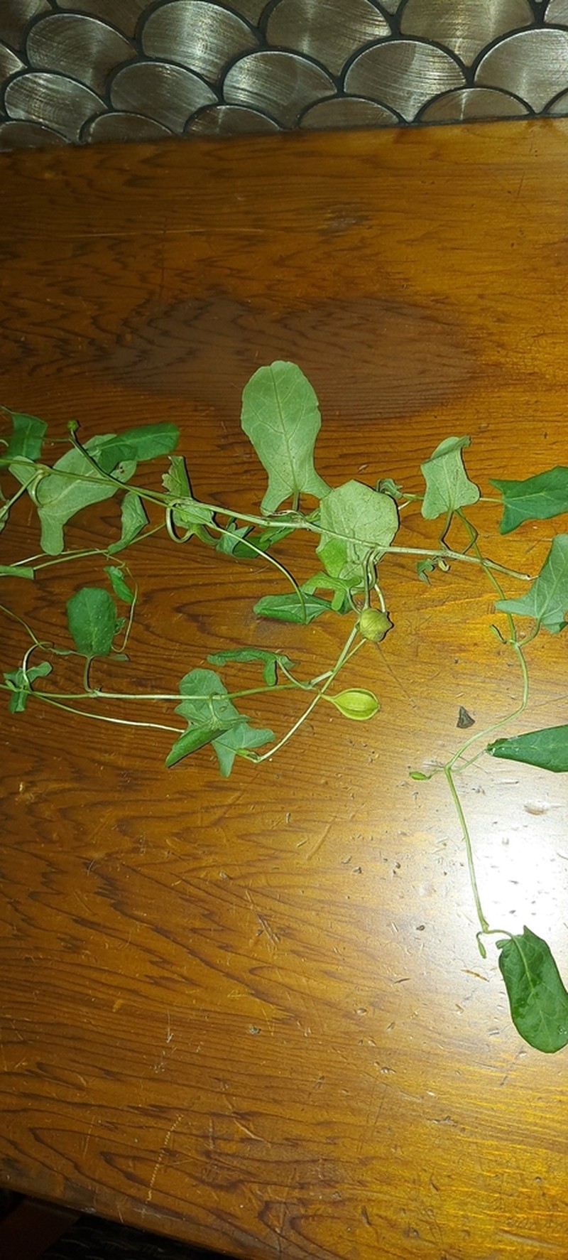 Aristolochia pubera photo 4
