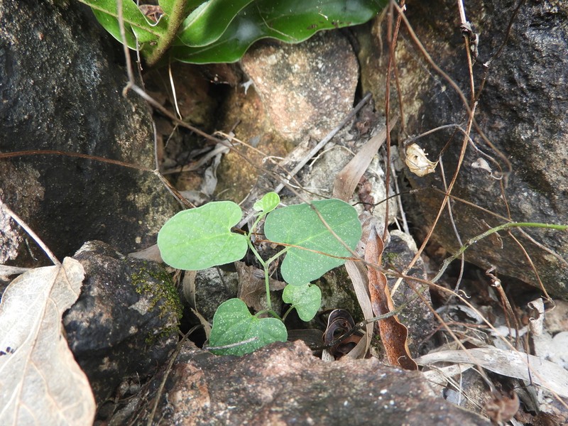 Aristolochia pubera photo 5