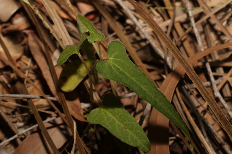 Aristolochia pubera photo 6