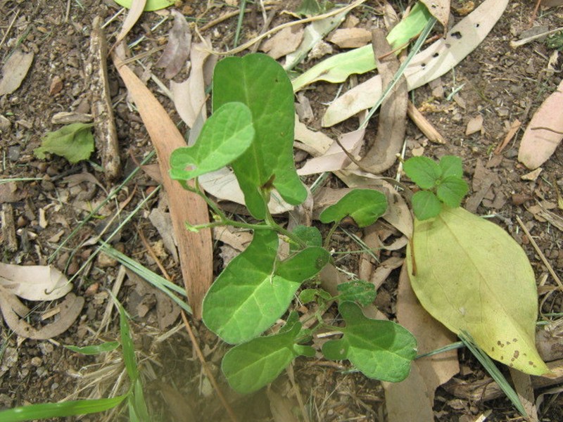 Aristolochia pubera photo 7