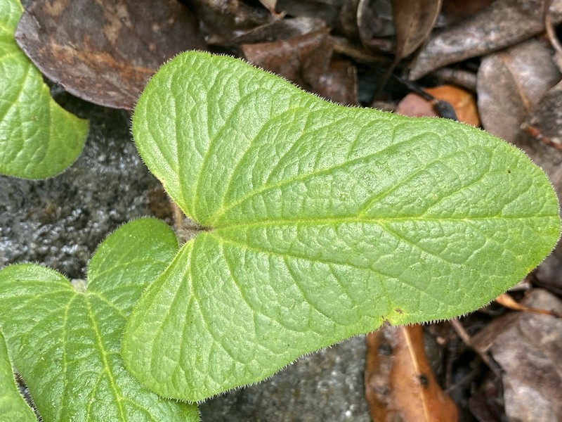 Aristolochia pubera photo 8