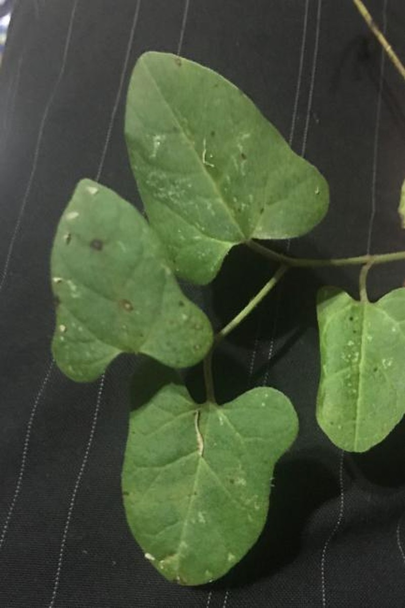 Aristolochia pubera var. pubera
