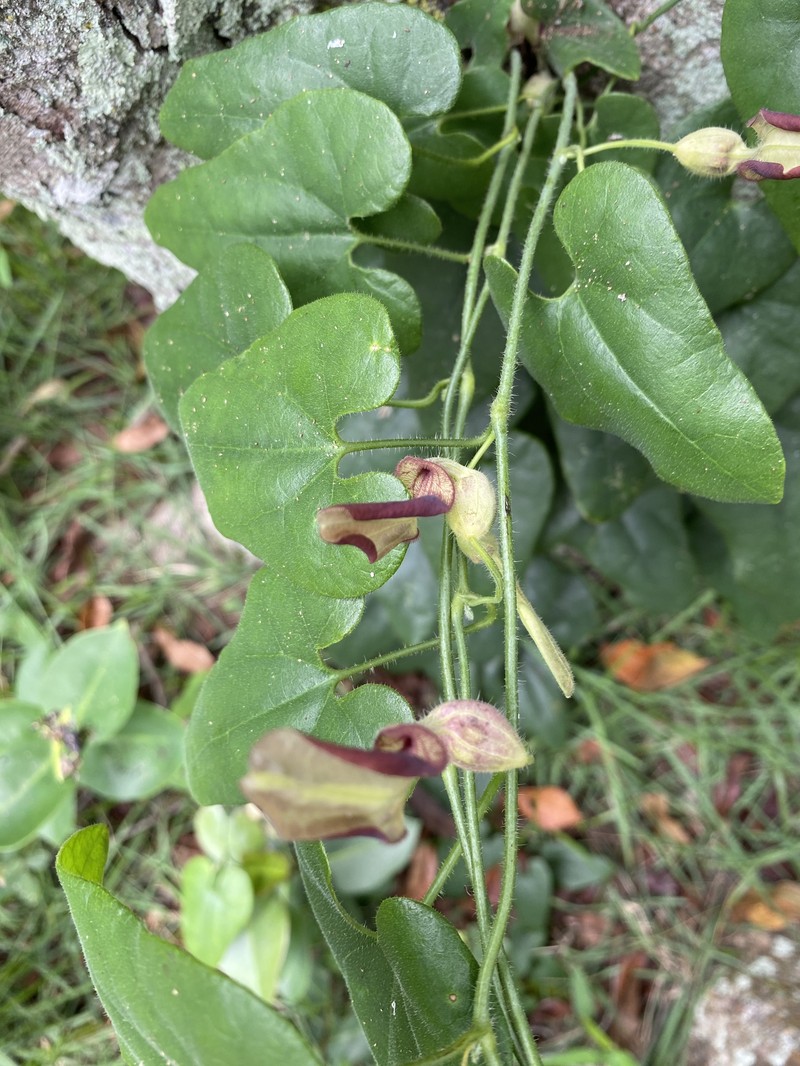 Aristolochia pubescens photo 3