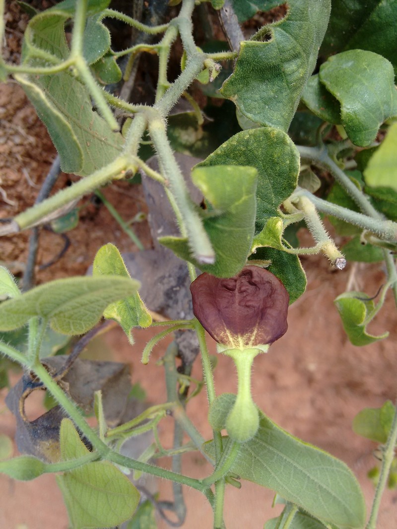 Aristolochia pubescens photo 4