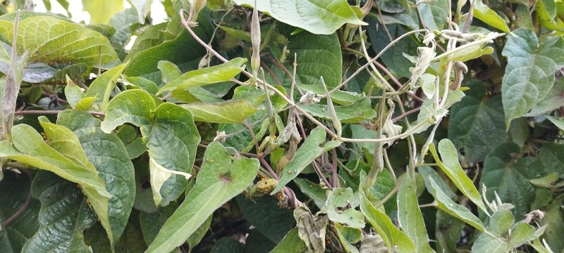 Aristolochia pueblana photo 2