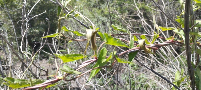 Aristolochia pueblana photo 3