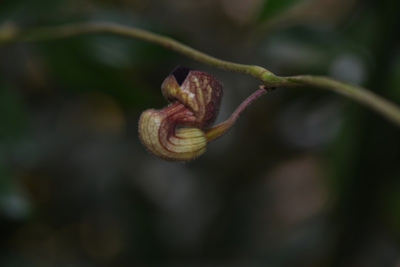Aristolochia pulvinata