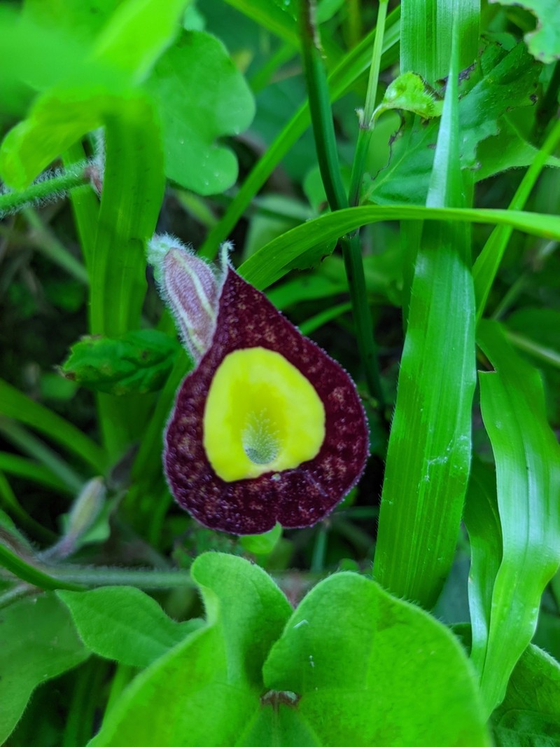 Aristolochia purhepecha