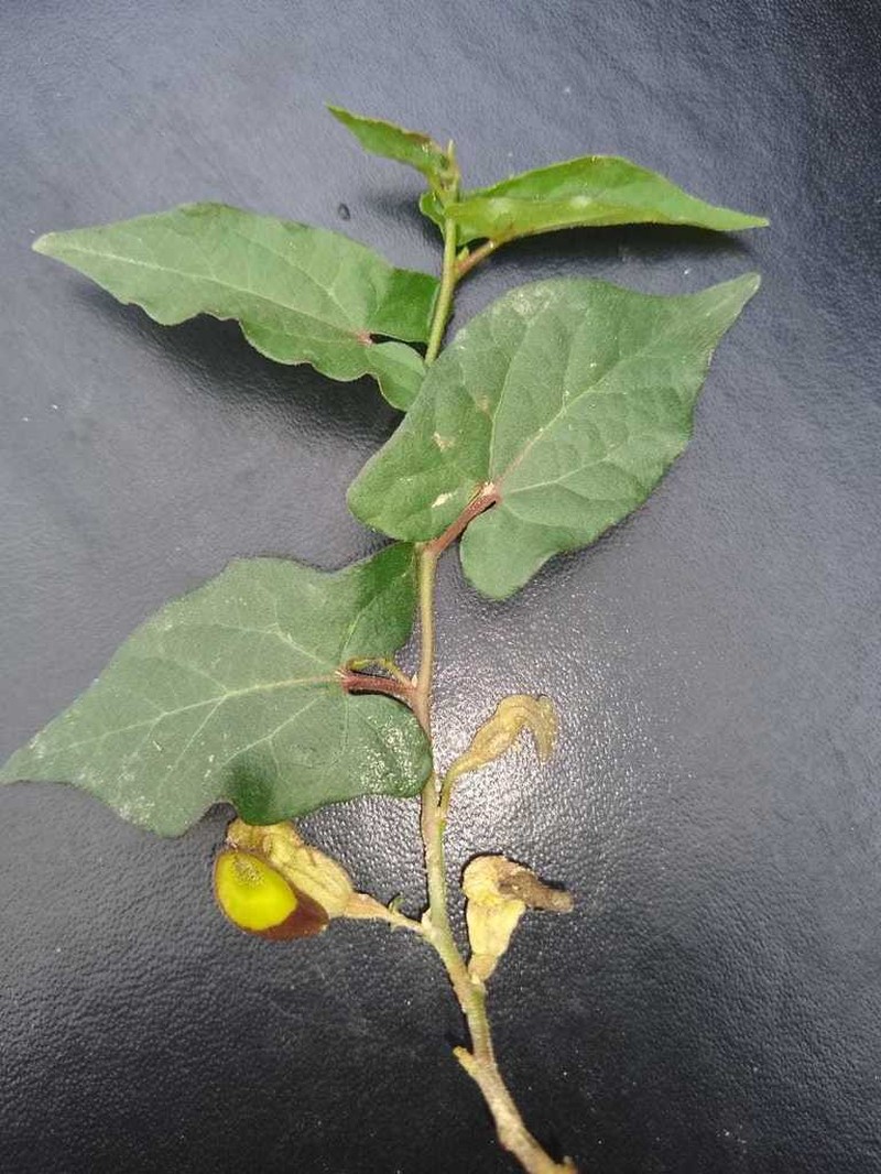 Aristolochia purhepecha photo 2