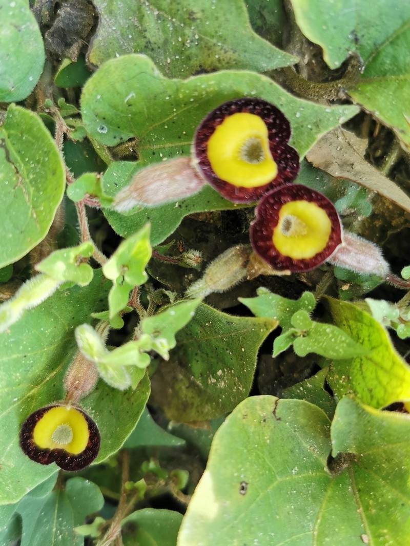 Aristolochia purhepecha photo 3