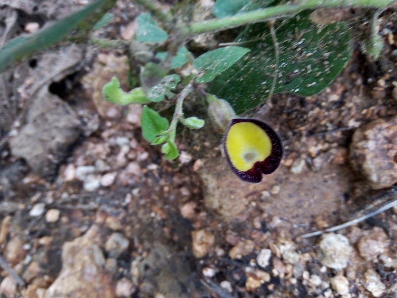 Aristolochia purhepecha photo 6