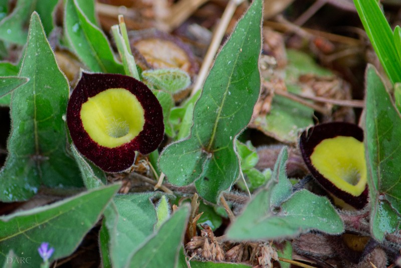 Aristolochia purhepecha photo 7