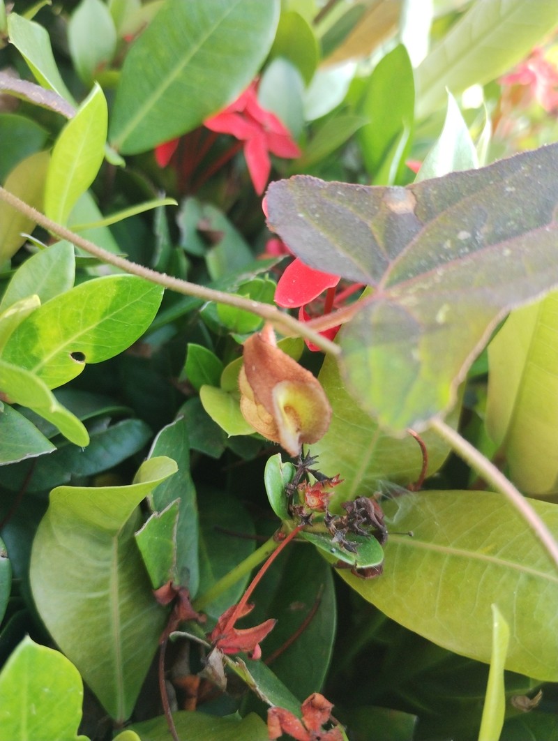 Aristolochia purhepecha photo 8