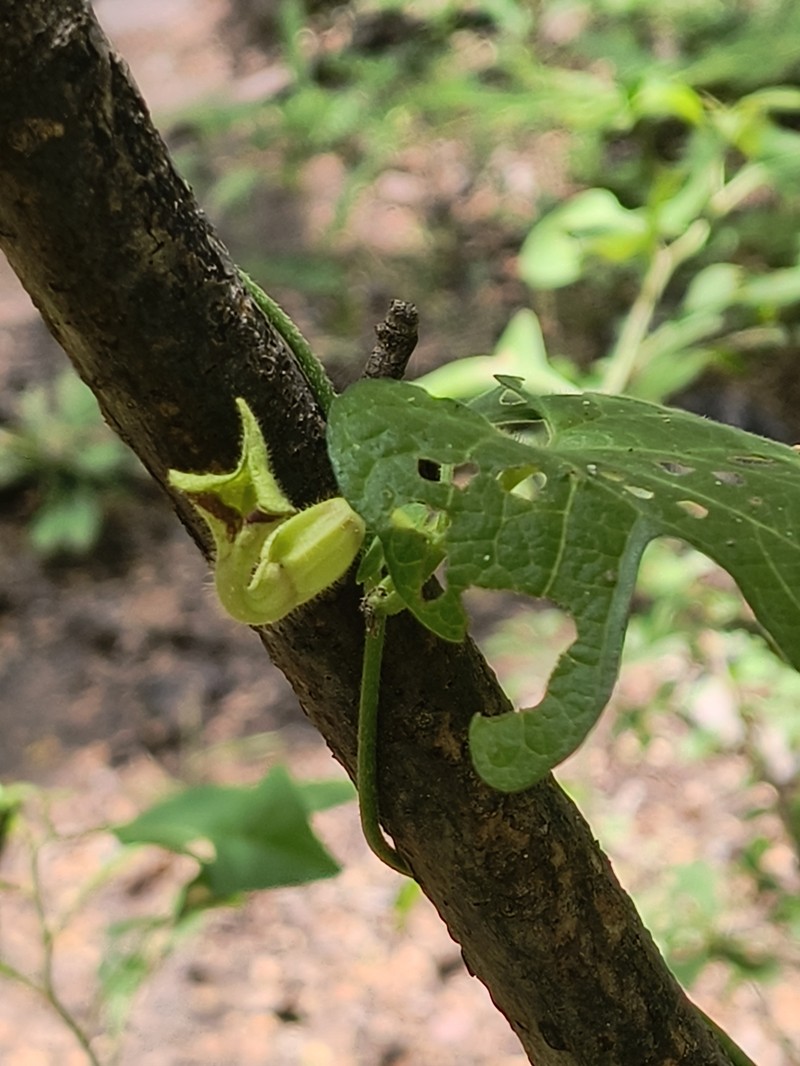 Aristolochia purpusii photo 2