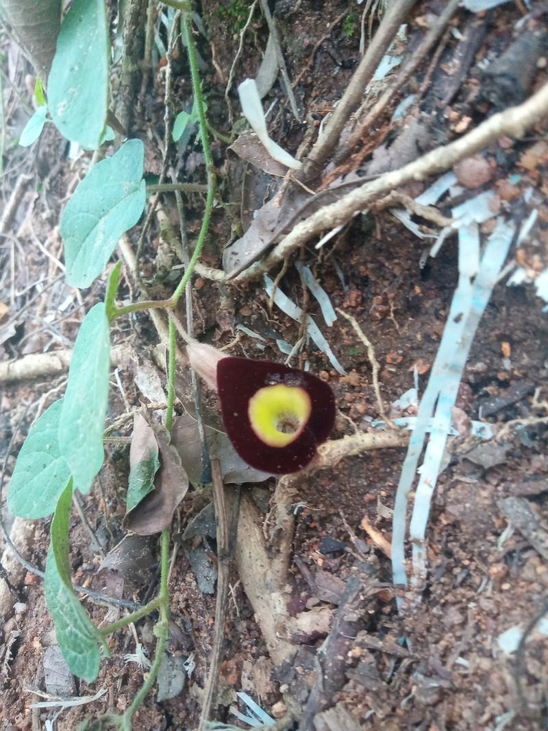 Aristolochia purpusii photo 3